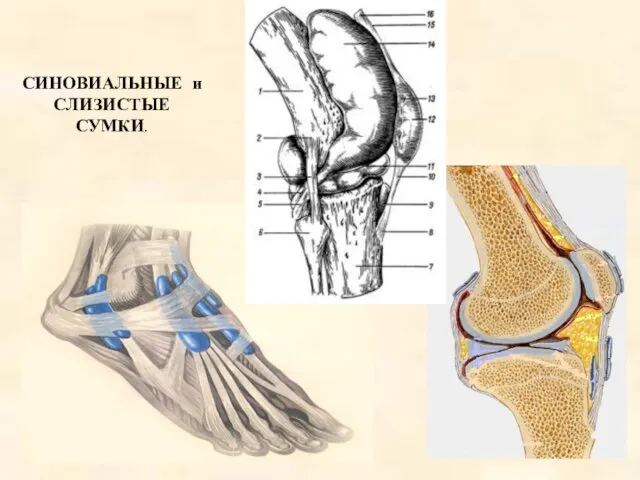 СИНОВИАЛЬНЫЕ и СЛИЗИСТЫЕ СУМКИ.