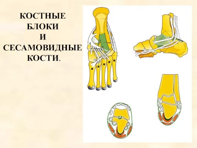 КОСТНЫЕ БЛОКИ И СЕСАМОВИДНЫЕ КОСТИ.