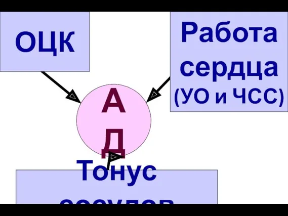 Работа сердца (УО и ЧСС) ОЦК АД Тонус сосудов