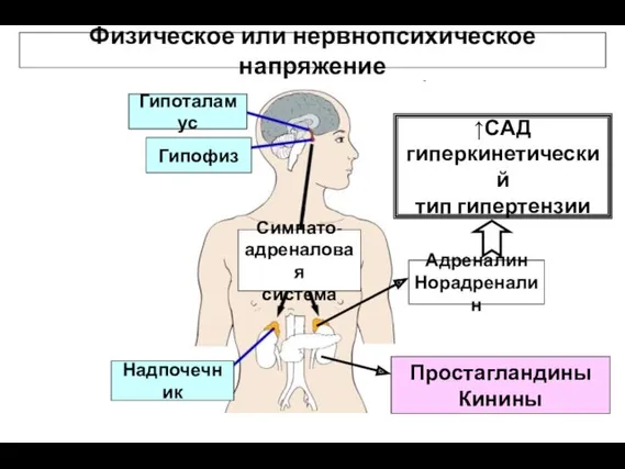 Физическое или нервнопсихическое напряжение Симпато- адреналовая система Адреналин Норадреналин Простагландины