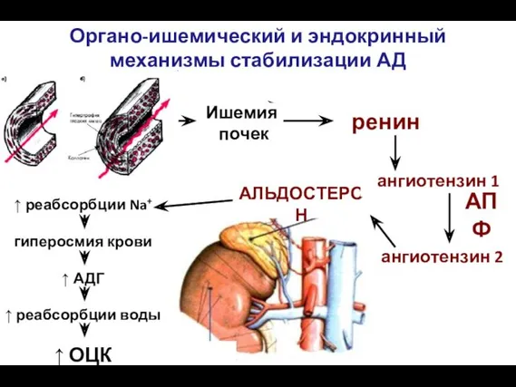 Органо-ишемический и эндокринный механизмы стабилизации АД Ишемия почек ренин АЛЬДОСТЕРОН