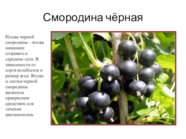 Смородина чёрная Плоды черной смородины – ягоды начинают созревать в