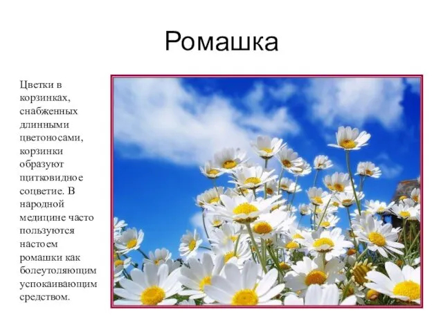 Ромашка Цветки в корзинках, снабженных длинными цветоносами, корзинки образуют щитковидное