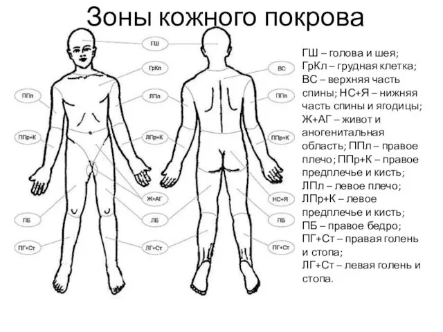 Зоны кожного покрова ГШ – голова и шея; ГрКл –