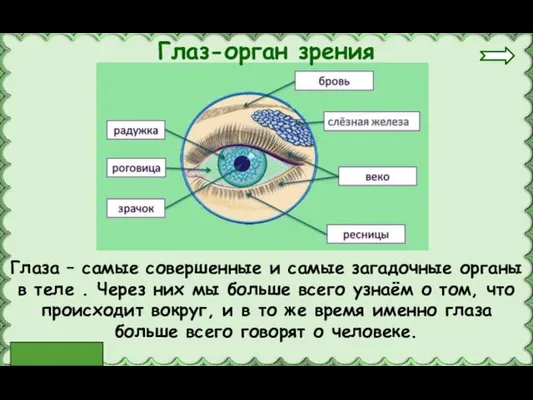 Глаза – самые совершенные и самые загадочные органы в теле