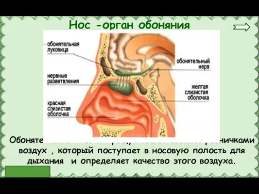 Обонятельные клетки прощупывают своими ресничками воздух , который поступает в