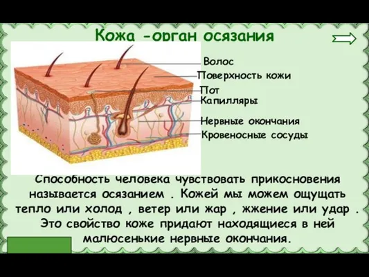 Способность человека чувствовать прикосновения называется осязанием . Кожей мы можем