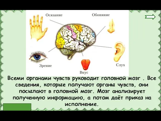 Всеми органами чувств руководит головной мозг . Все сведения, которые