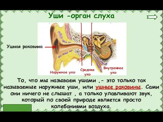 То, что мы называем ушами ,- это только так называемые