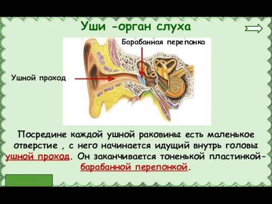 Посредине каждой ушной раковины есть маленькое отверстие , с него