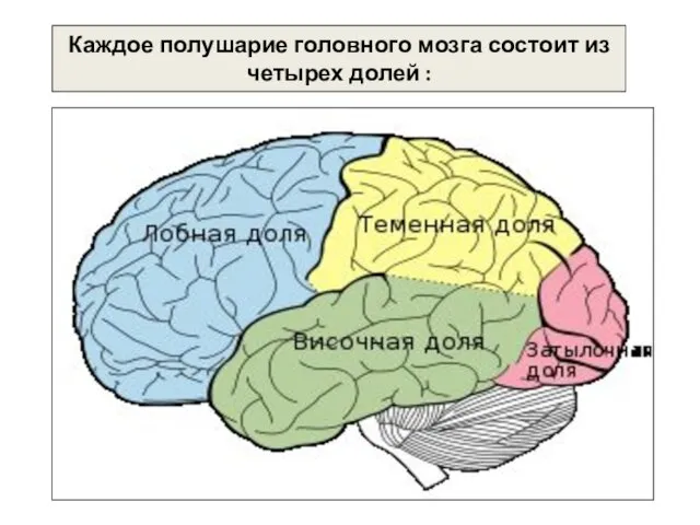 Каждое полушарие головного мозга состоит из четырех долей :