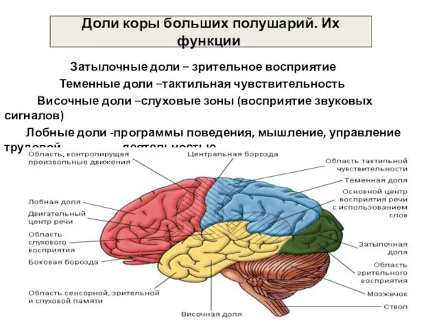 Затылочные доли – зрительное восприятие Теменные доли –тактильная чувствительность Височные