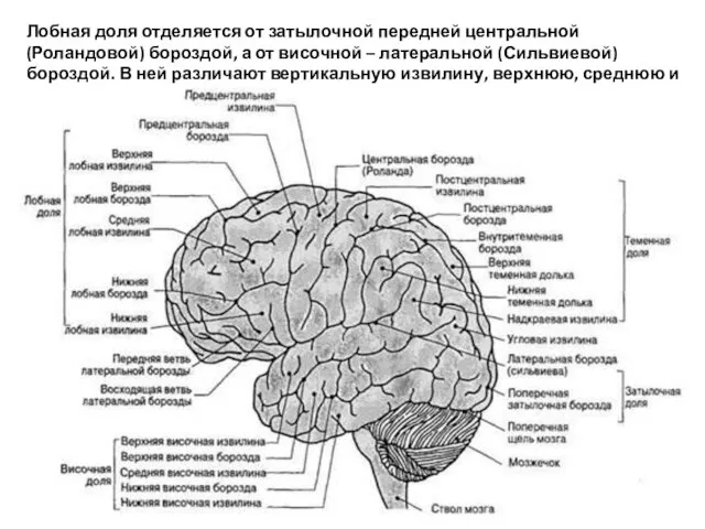 Лобная доля отделяется от затылочной передней центральной (Роландовой) бороздой, а