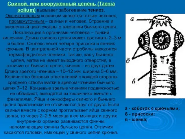 а - хоботок с крючьями; б - присоски; в -