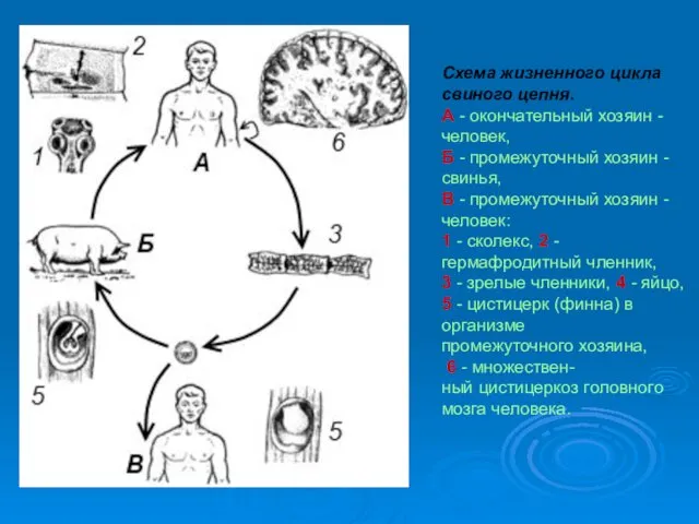 Схема жизненного цикла свиного цепня. А - окончательный хозяин -