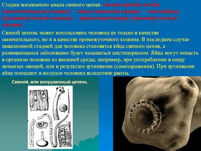 Стадии жизненного цикла свиного цепня: половозрелая особь (окончательный хозяин) →