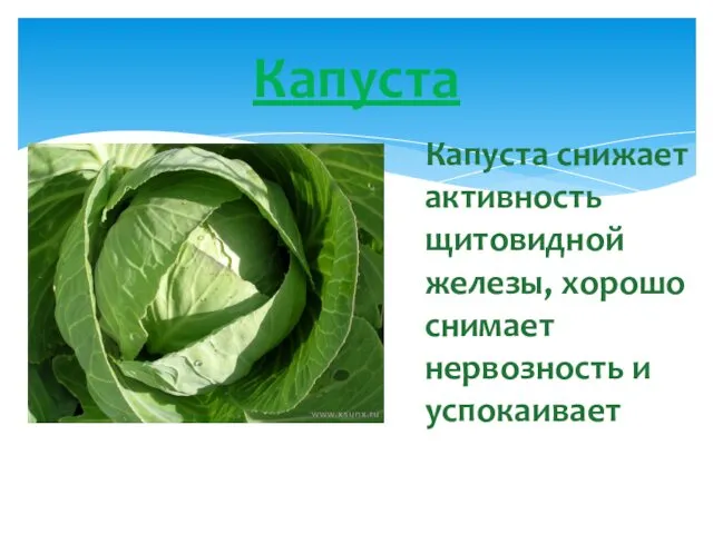 Капуста Капуста снижает активность щитовидной железы, хорошо снимает нервозность и успокаивает