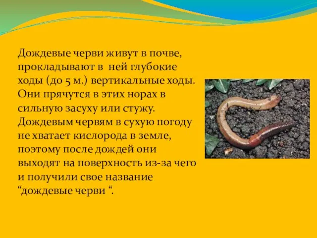 Дождевые черви живут в почве, прокладывают в ней глубокие ходы (до 5 м.)