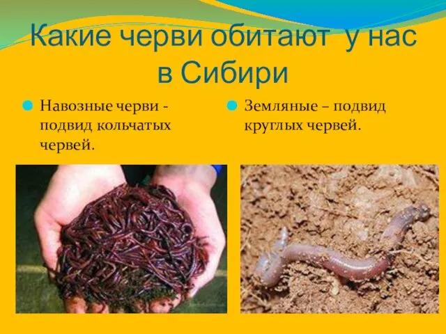 Какие черви обитают у нас в Сибири Навозные черви -подвид кольчатых червей. Земляные