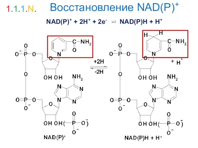 Восстановление NAD(P)+ 1.1.1.N. NAD(Р)+ + 2Н+ + 2е- NAD(Р)Н + Н+