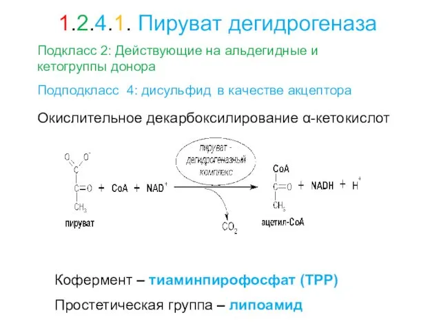 Окислительное декарбоксилирование α-кетокислот Кофермент – тиаминпирофосфат (ТРР) Простетическая группа – липоамид Подкласс 2: