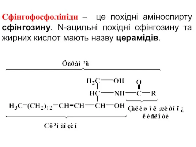 Сфінгофосфоліпіди – це похідні аміноспирту сфінгозину. N-ацильні похідні сфінгозину та жирних кислот мають назву церамідів.