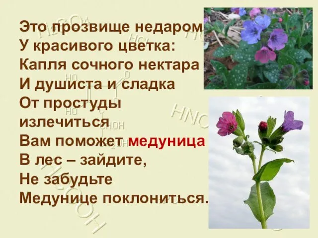 Это прозвище недаром У красивого цветка: Капля сочного нектара И душиста и сладка
