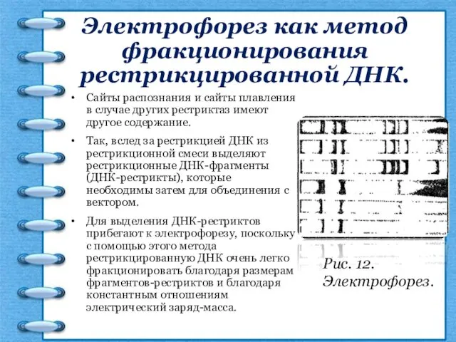 Электрофорез как метод фракционирования рестрикцированной ДНК. Сайты распознания и сайты