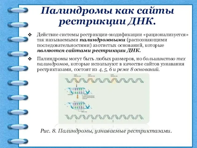 Палиндромы как сайты рестрикции ДНК. Действие системы рестрикции-модификации «рационализуется» так
