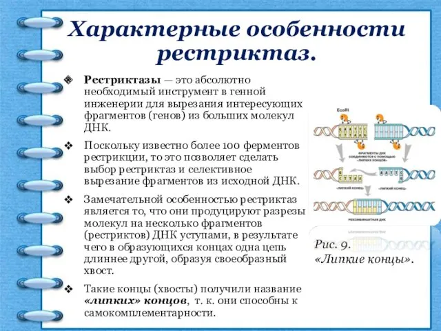 Характерные особенности рестриктаз. Рестриктазы — это абсолютно необходимый инструмент в