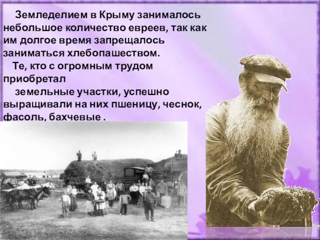 Земледелием в Крыму занималось небольшое количество евреев, так как им долгое время запрещалось
