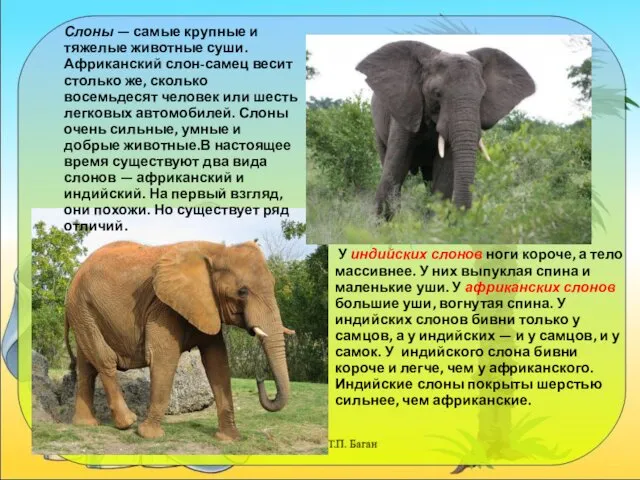 Писаревская Т.П. Баган Слоны — самые крупные и тяжелые животные