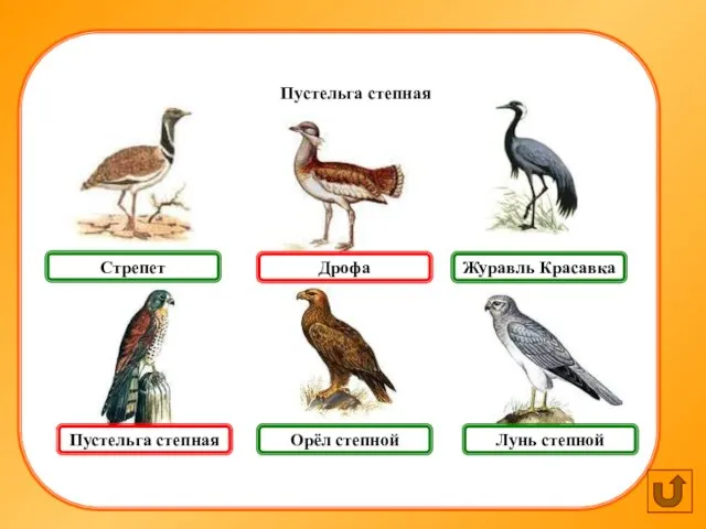 Пустельга степная Лунь степной Журавль Красавка Стрепет Пустельга степная Дрофа Орёл степной