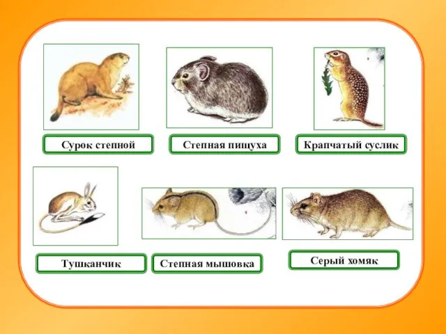 Крапчатый суслик Серый хомяк Степная мышовка Сурок степной Степная пищуха Тушканчик