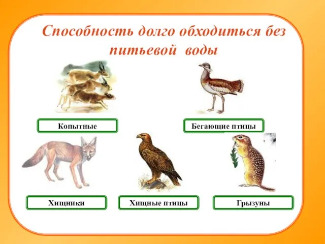 Хищники Грызуны Копытные Способность долго обходиться без питьевой воды Бегающие птицы Хищные птицы