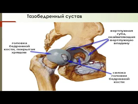 Тазобедренный сустав