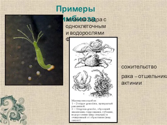 Примеры симбиоза сожительство рака – отшельника и актинии зелёная гидра с одноклеточными водорослями Форму