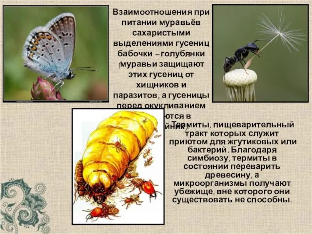 Взаимоотношения при питании муравьёв сахаристыми выделениями гусениц бабочки – голубянки