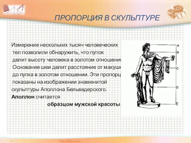 ПРОПОРЦИЯ В СКУЛЬПТУРЕ Измерение нескольких тысяч человеческих тел позволили обнаружить,