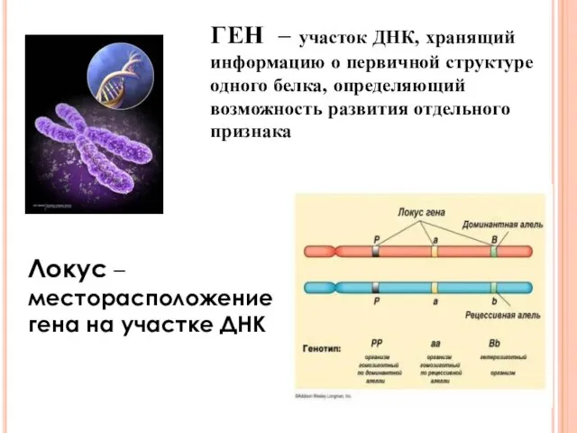 ГЕН – участок ДНК, хранящий информацию о первичной структуре одного