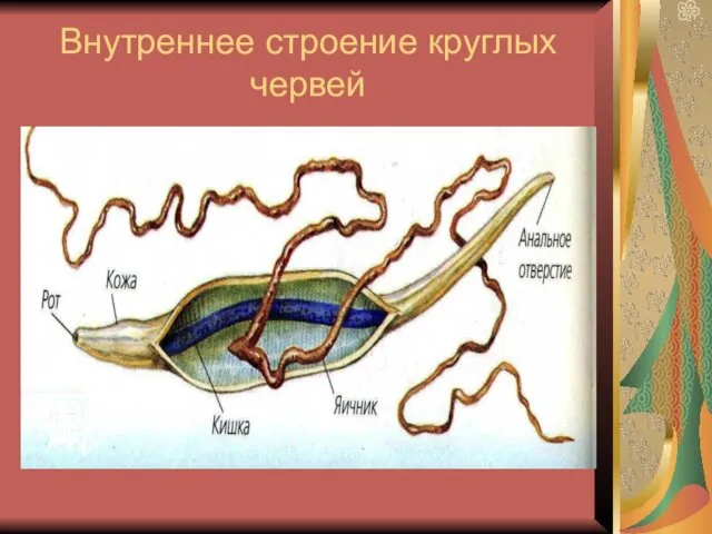 Внутреннее строение круглых червей