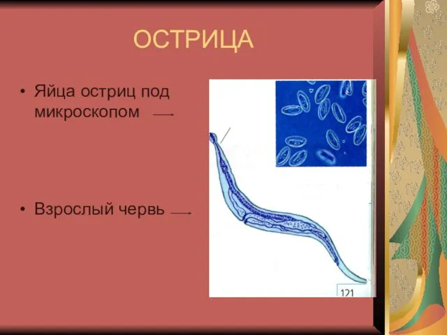 ОСТРИЦА Яйца остриц под микроскопом Взрослый червь