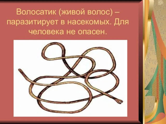 Волосатик (живой волос) – паразитирует в насекомых. Для человека не опасен.