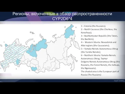 Регионы, включенные в обзор распространенности CYP2D6*4 1 – Estonia (the
