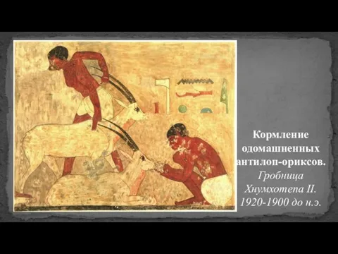 Кормление одомашненных антилоп-ориксов. Гробница Хнумхотепа II. 1920-1900 до н.э.