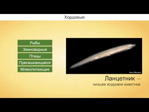 Хордовые Рыбы Земноводные Пресмыкающиеся Птицы Млекопитающие Ланцетник — низшее хордовое животное. Hans Hillewaert