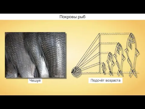 Подсчёт возраста Покровы рыб Чешуя Rajesh dangi