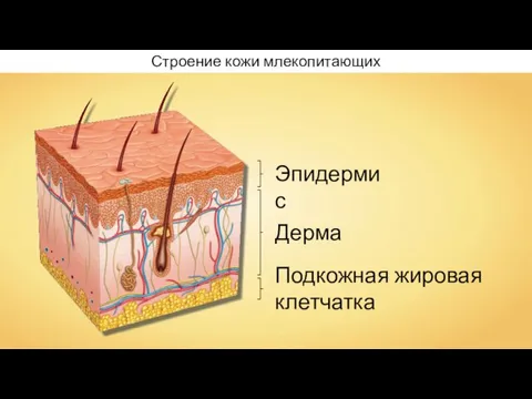 Строение кожи млекопитающих Эпидермис Дерма Подкожная жировая клетчатка