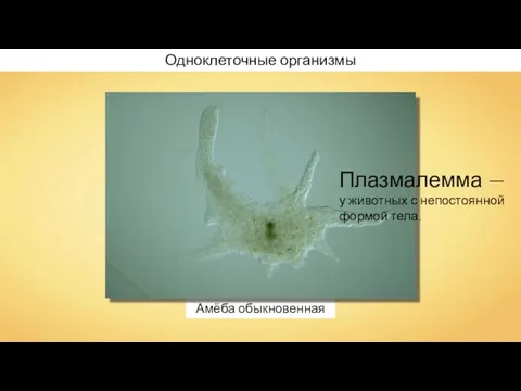 Амёба обыкновенная Одноклеточные организмы Плазмалемма — у животных с непостоянной формой тела.