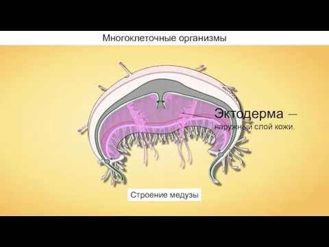 Строение медузы Многоклеточные организмы Эктодерма — наружный слой кожи.